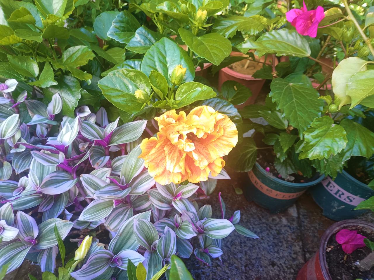 分享一张你相册里的花草照片