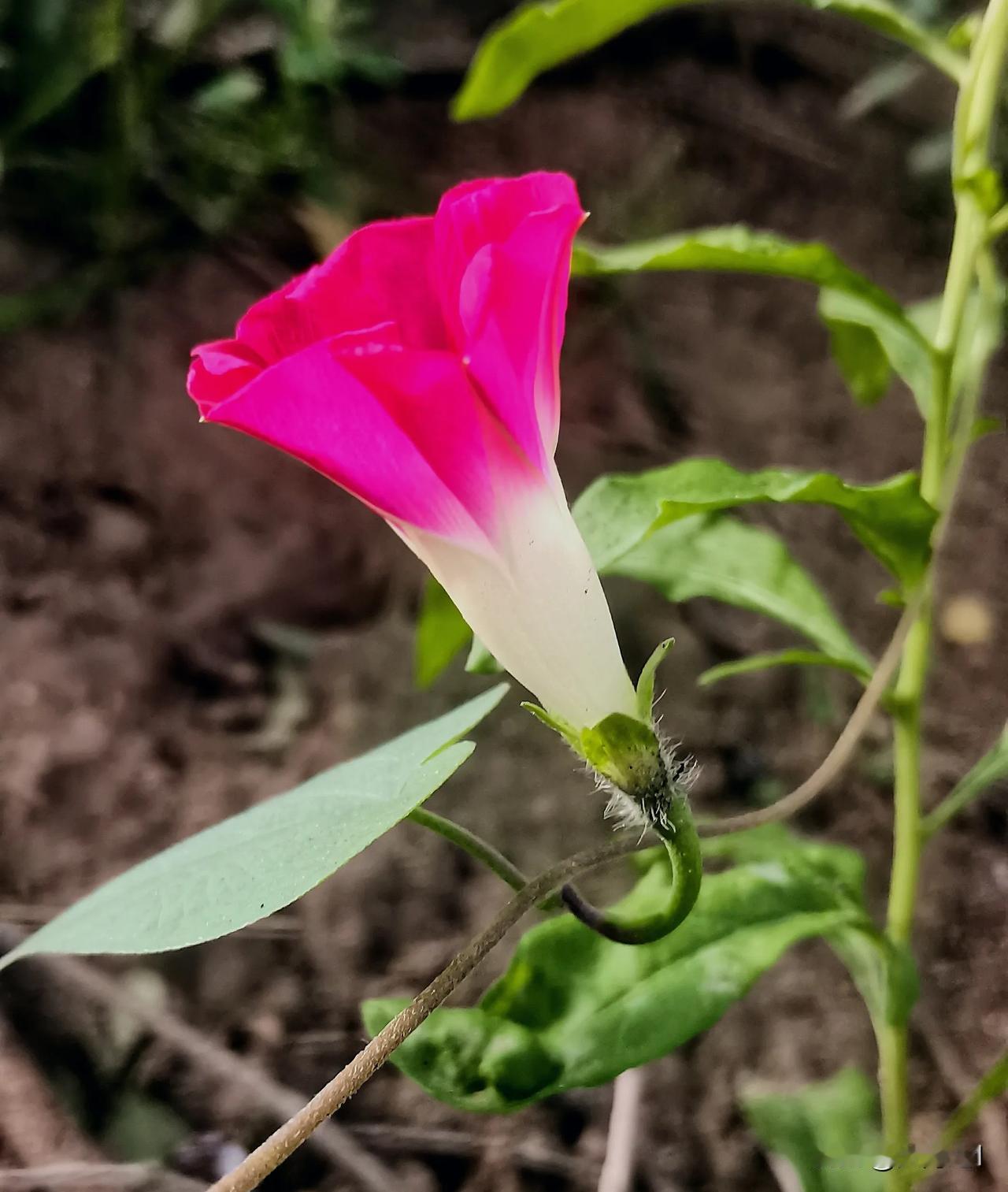 #护苗有我2024#（首发原创）
随手拍
#记录所见花朵# #手机抓拍~花# #