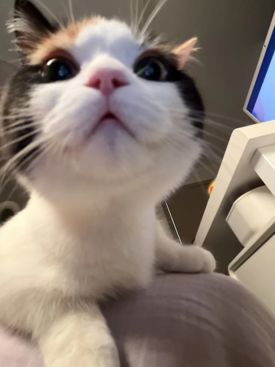 小猫日记｜健康粮咪爱吃