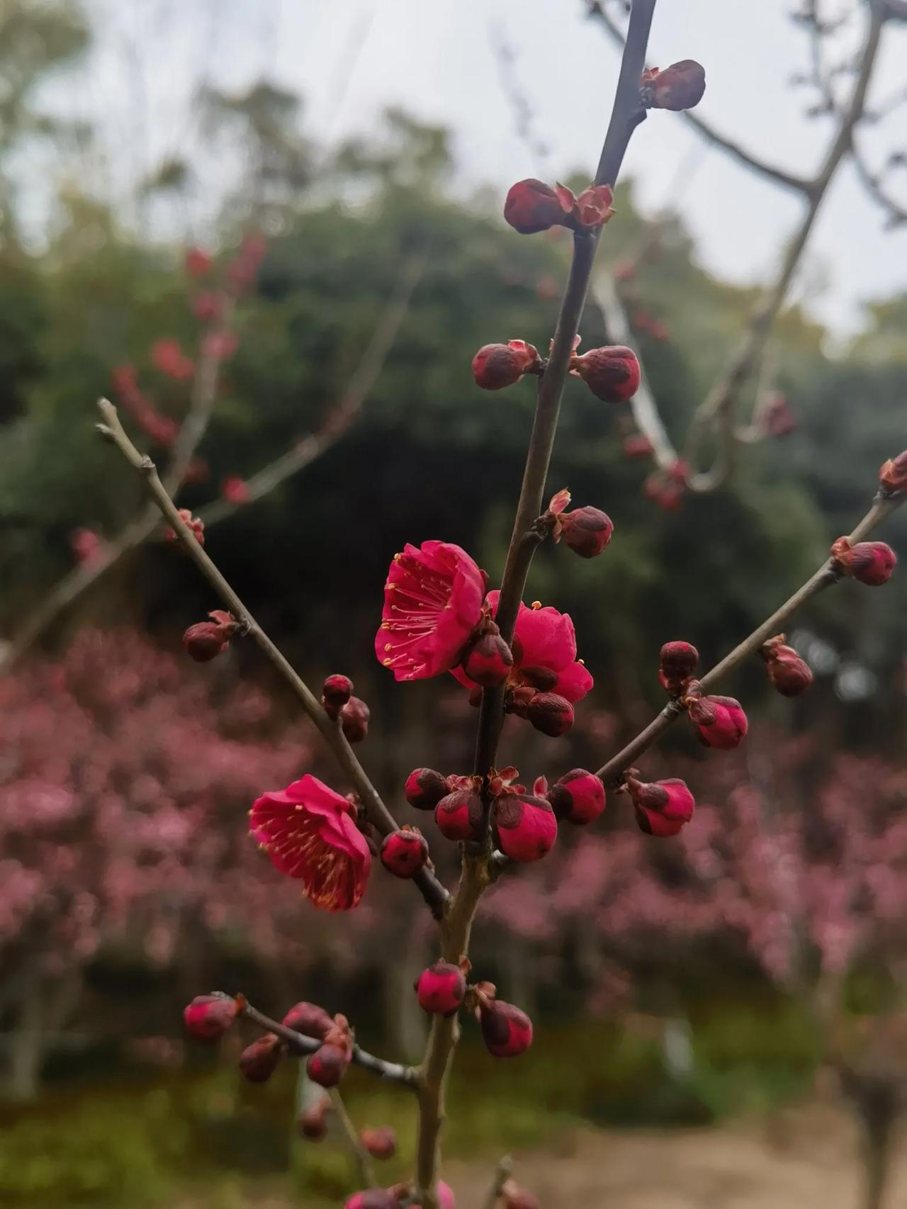 腊梅开始开了
进去赏花季