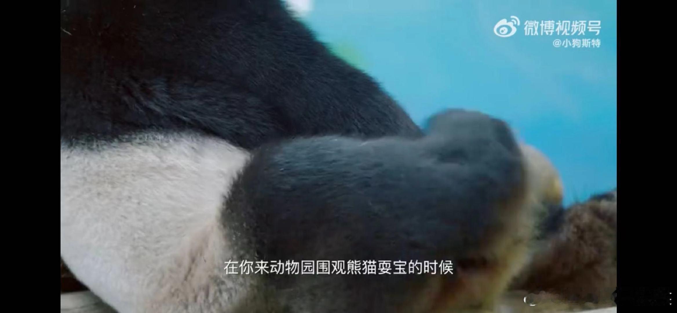 #大熊猫开口说话了#这个生日玩的太开心了吧，大家非常的用心呢，开口说话的大熊猫也