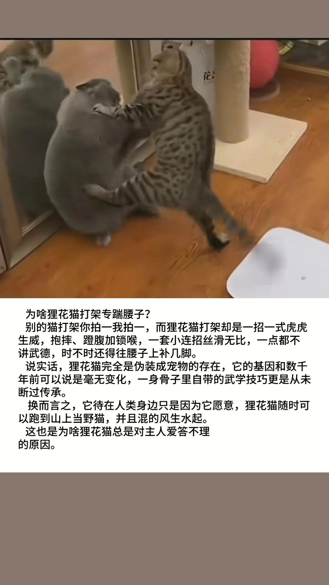 猫咪 萌宠出道计划 小猫文学