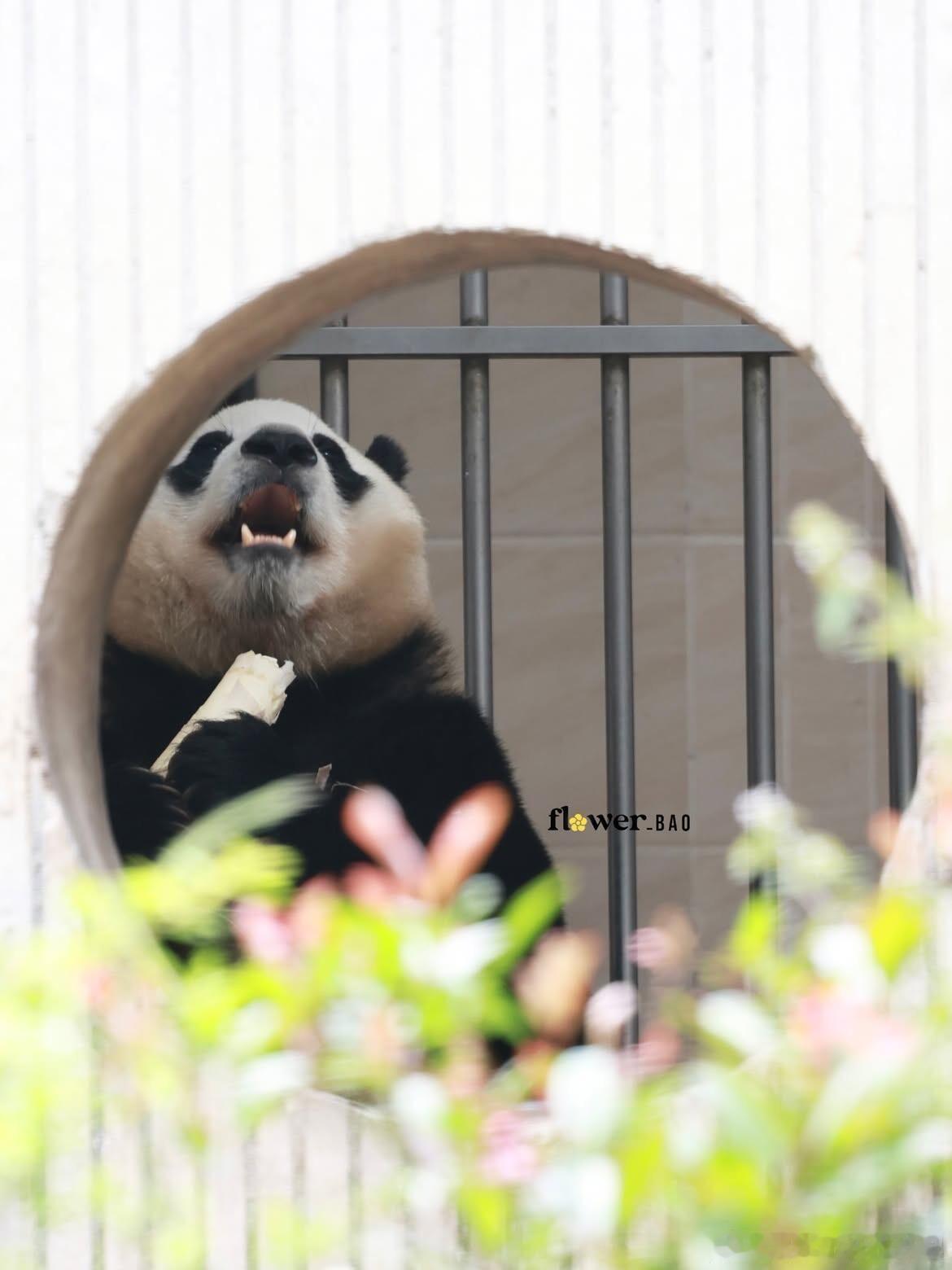 门洞公主福宝 