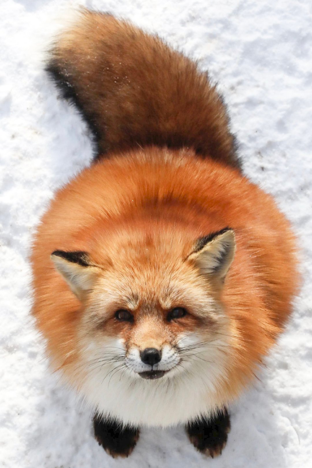 巨球狐狐©️ttt_zegu952 