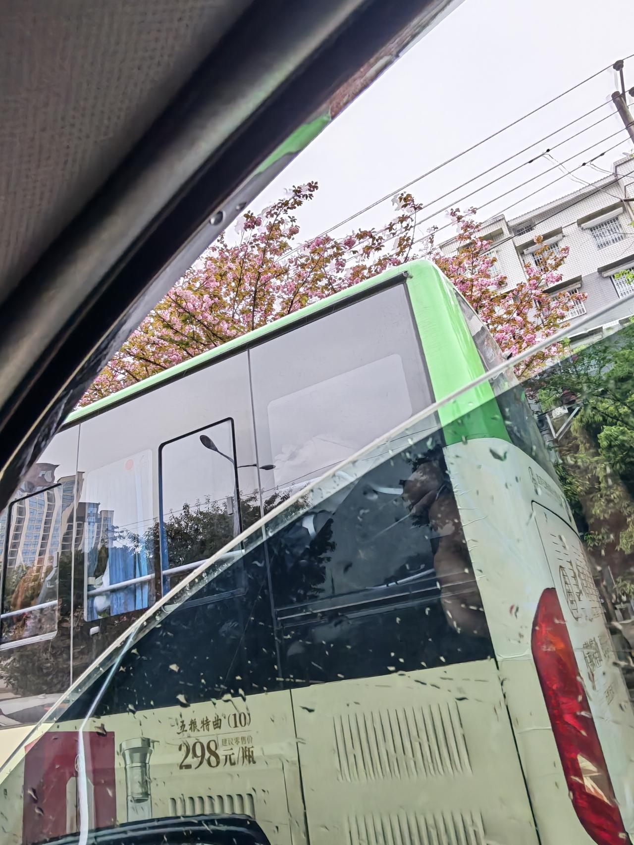 这几天的春雨来的是一阵一阵的，犹如春天的浪漫一样，看看路边的晚樱开得已经没那么艳