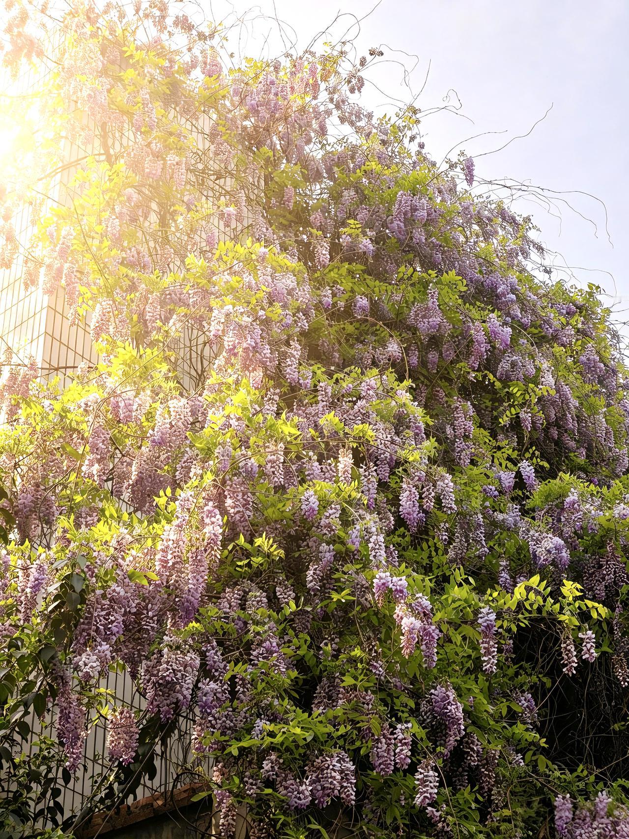 我的摄影日记 用镜头留下春天的浪漫 紫藤花