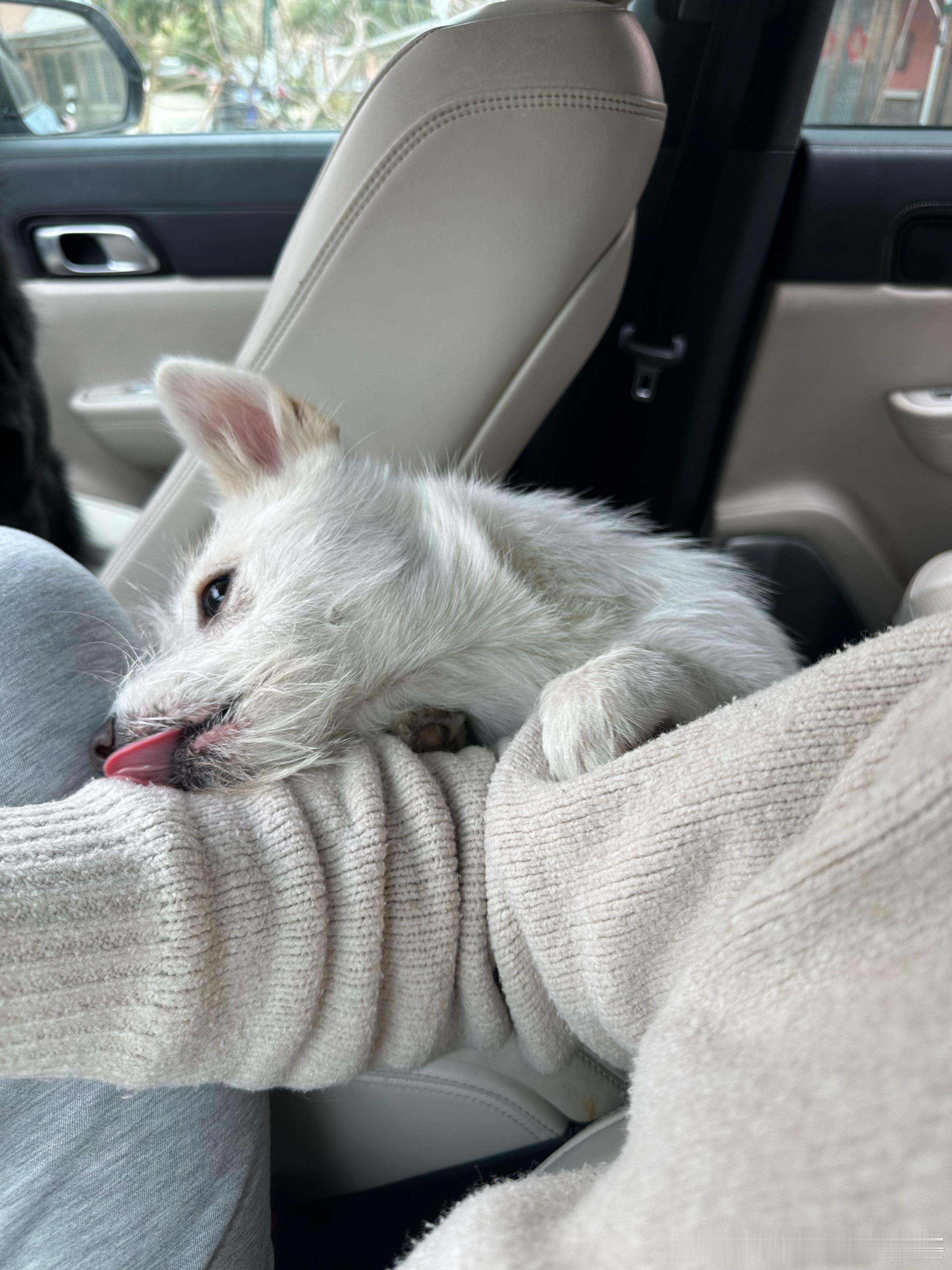 宠物真的会像主人。我们家一开始是只有小鹿，小鹿也多半是鲨鱼在照顾，长相性格就非常