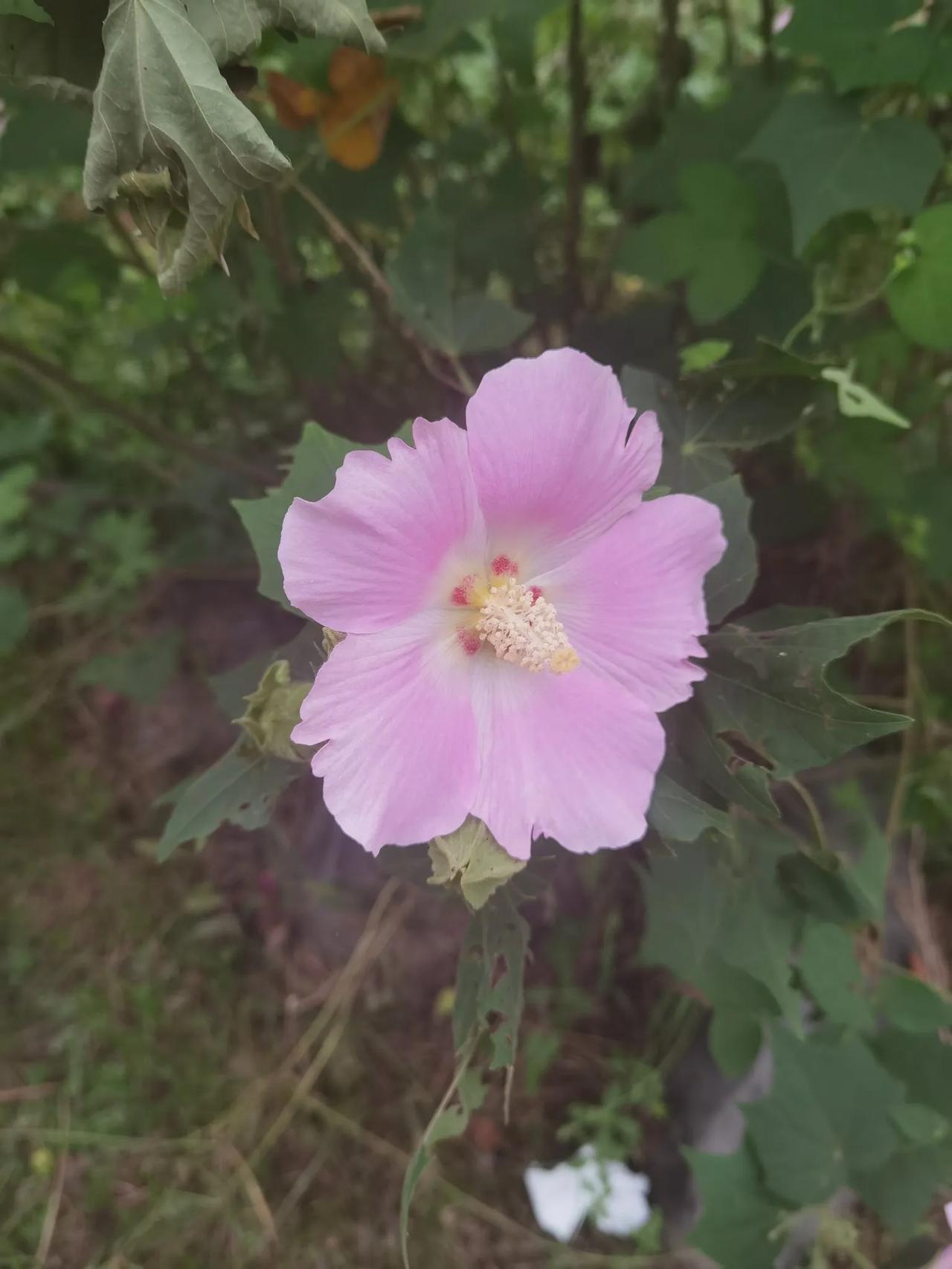 今天早上在公园散步，认识了一种花，很漂亮，她叫木芙蓉，又叫木莲。你还知道她叫什么