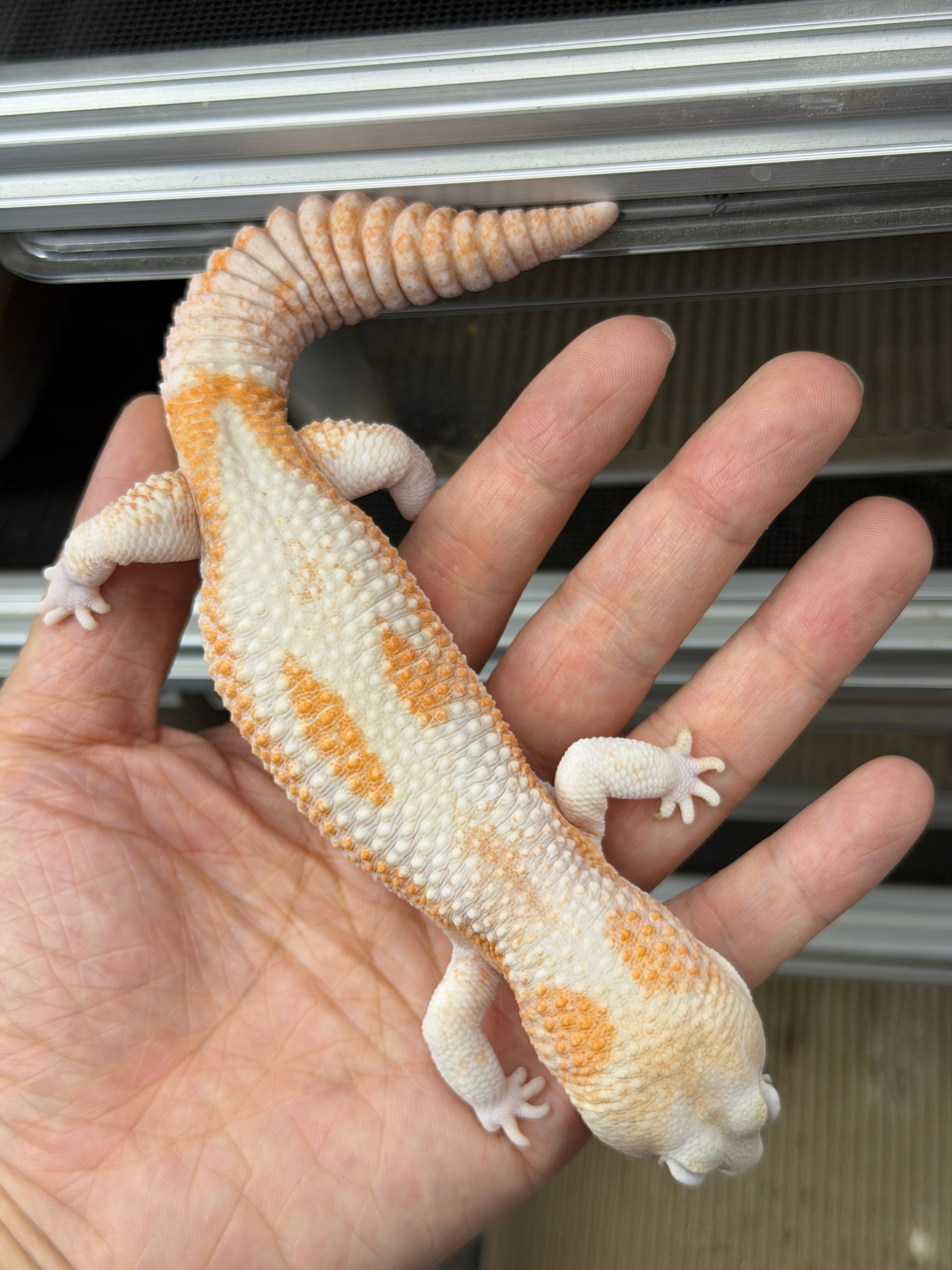 车展结束轻松多了，带我大哥来朋友的爬房看看。他这里有上千只守宫类，图2 图3是刚