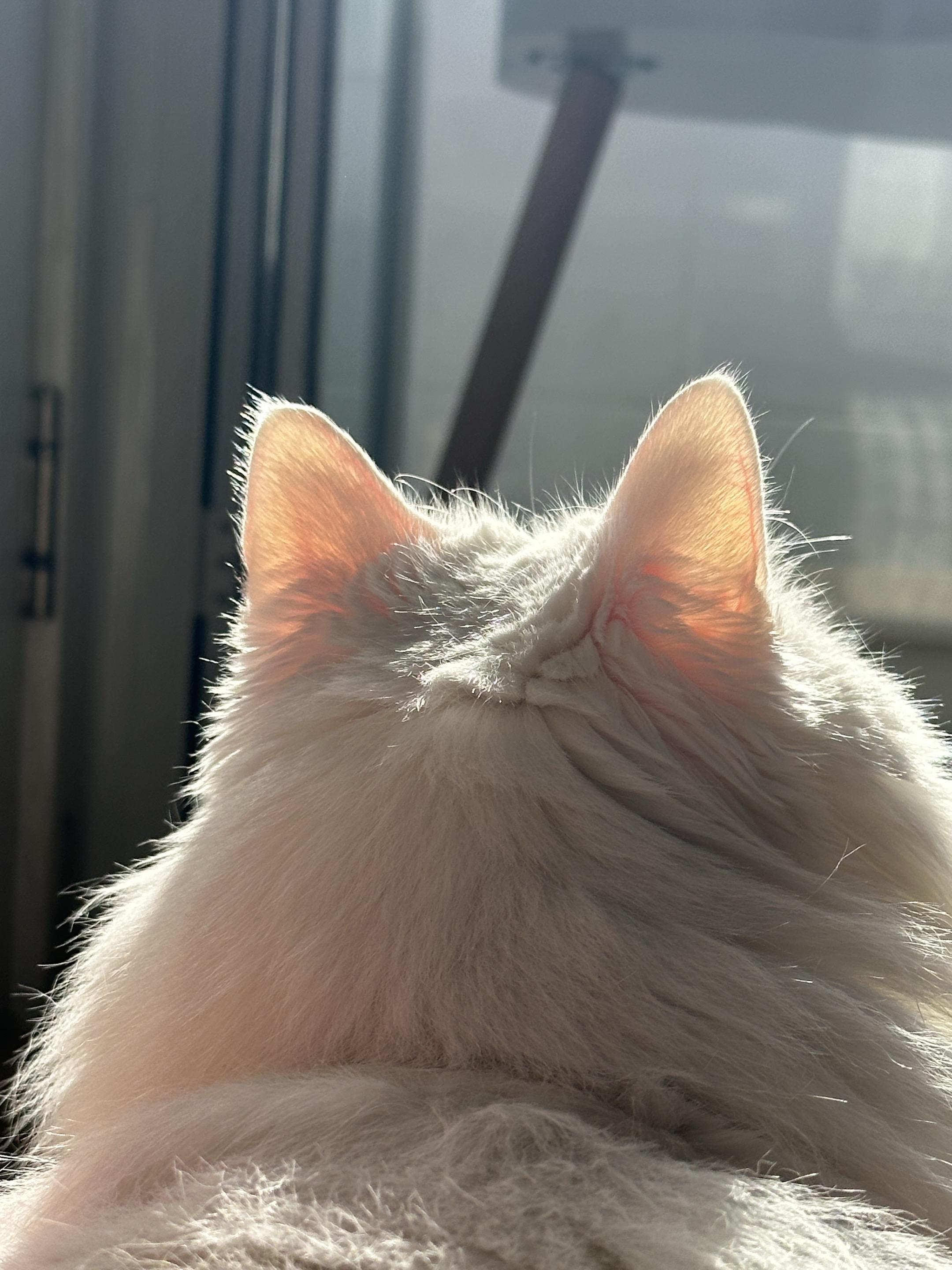 最喜欢的猫猫 猫咪日常记录 长毛猫 这也太可爱啦