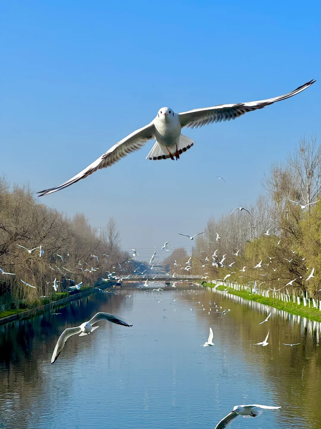 1.17live❗️不用挤海埂海洪，家门口就有鸥鸥