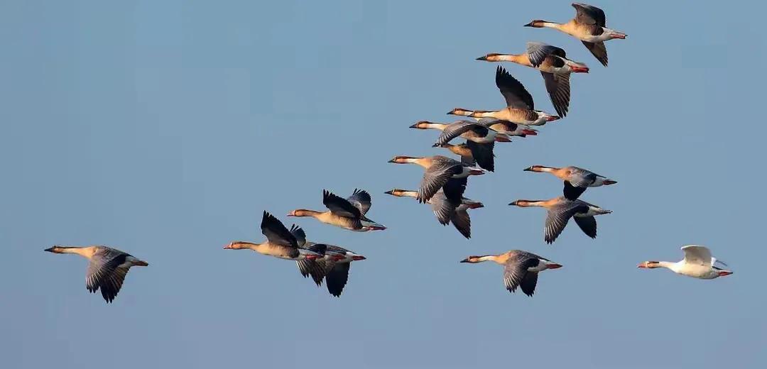 每一个挑战都是生活给予我们的特殊礼物。它们如同险峻的山峰，矗立在我们前进的道路上