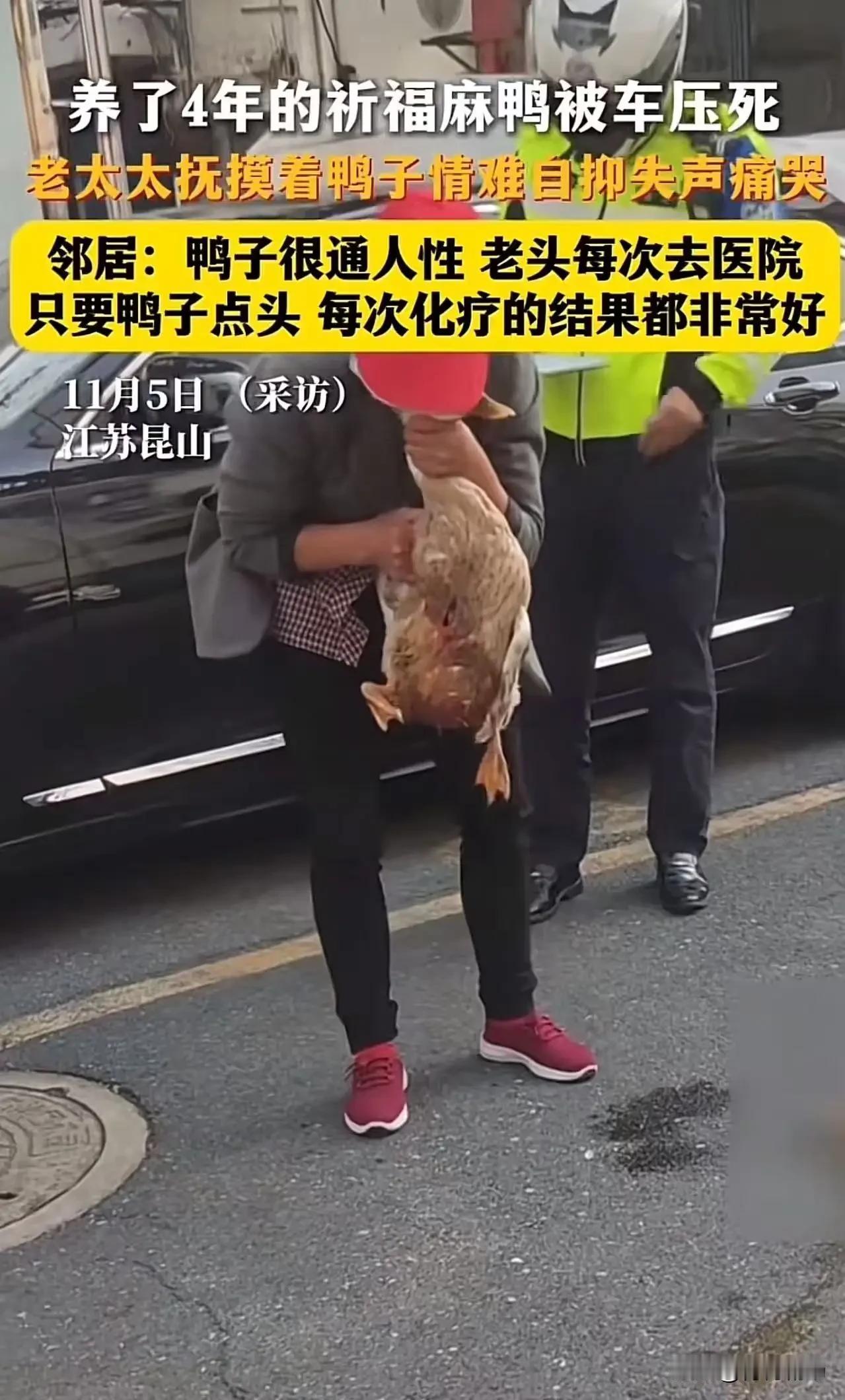 江苏昆山，养了4年的祈福麻鸭被车压死，老太太抚摸着鸭子情难自抑失声痛哭！邻居：鸭