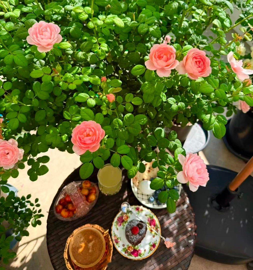 很多人养瑞典女王月季夏天都不开花了，乖妈这个还都能开得这么好。  乖妈摄影 