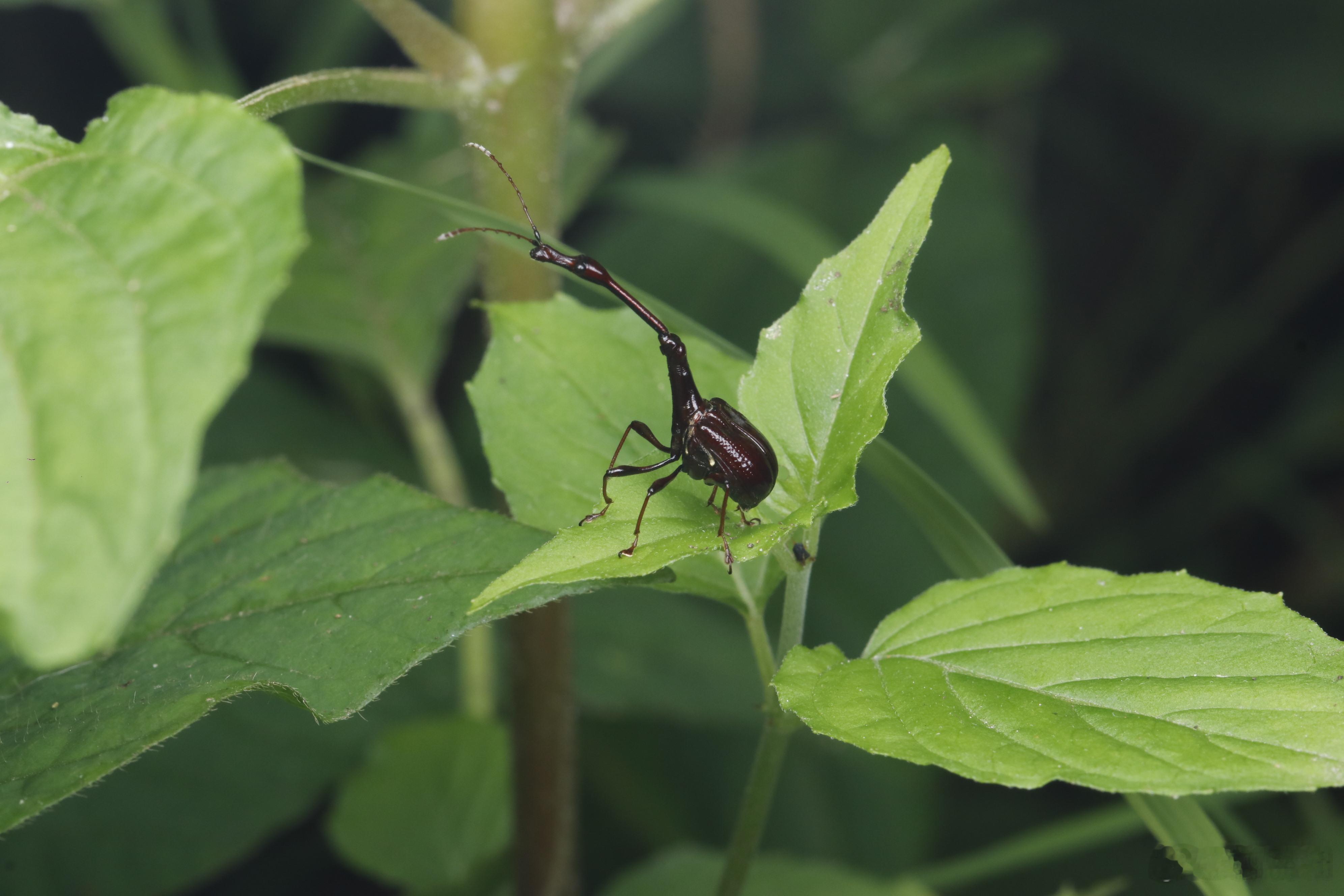 翦氏物语 Paratrachelophorus gigas Legalov, 2