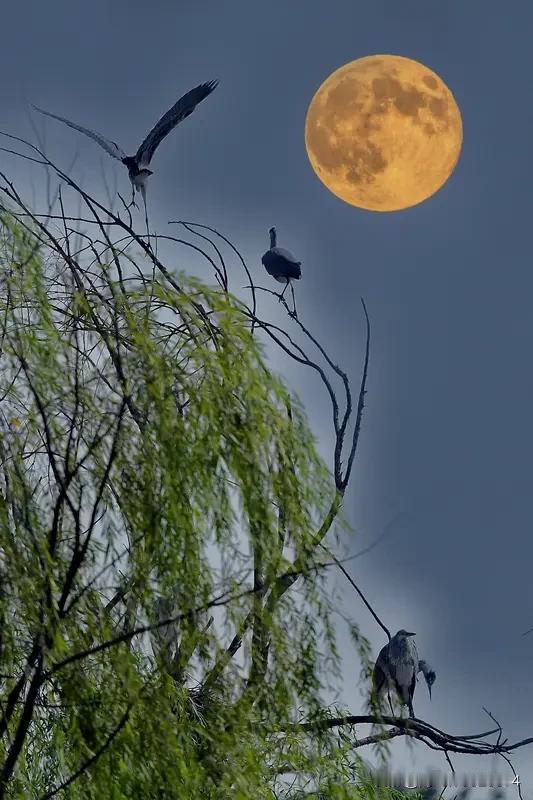 上联：风起荷塘香醉客；橙子邀对下联，月临柳岸影迷人！[微风]