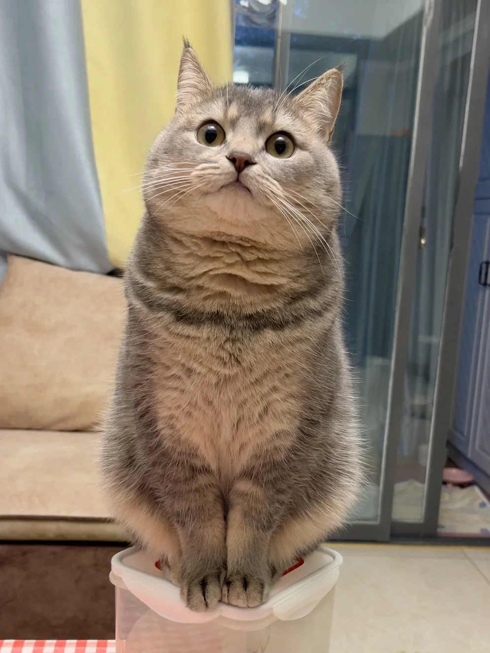跟风买了美毛猫粮，没想到这么好啊