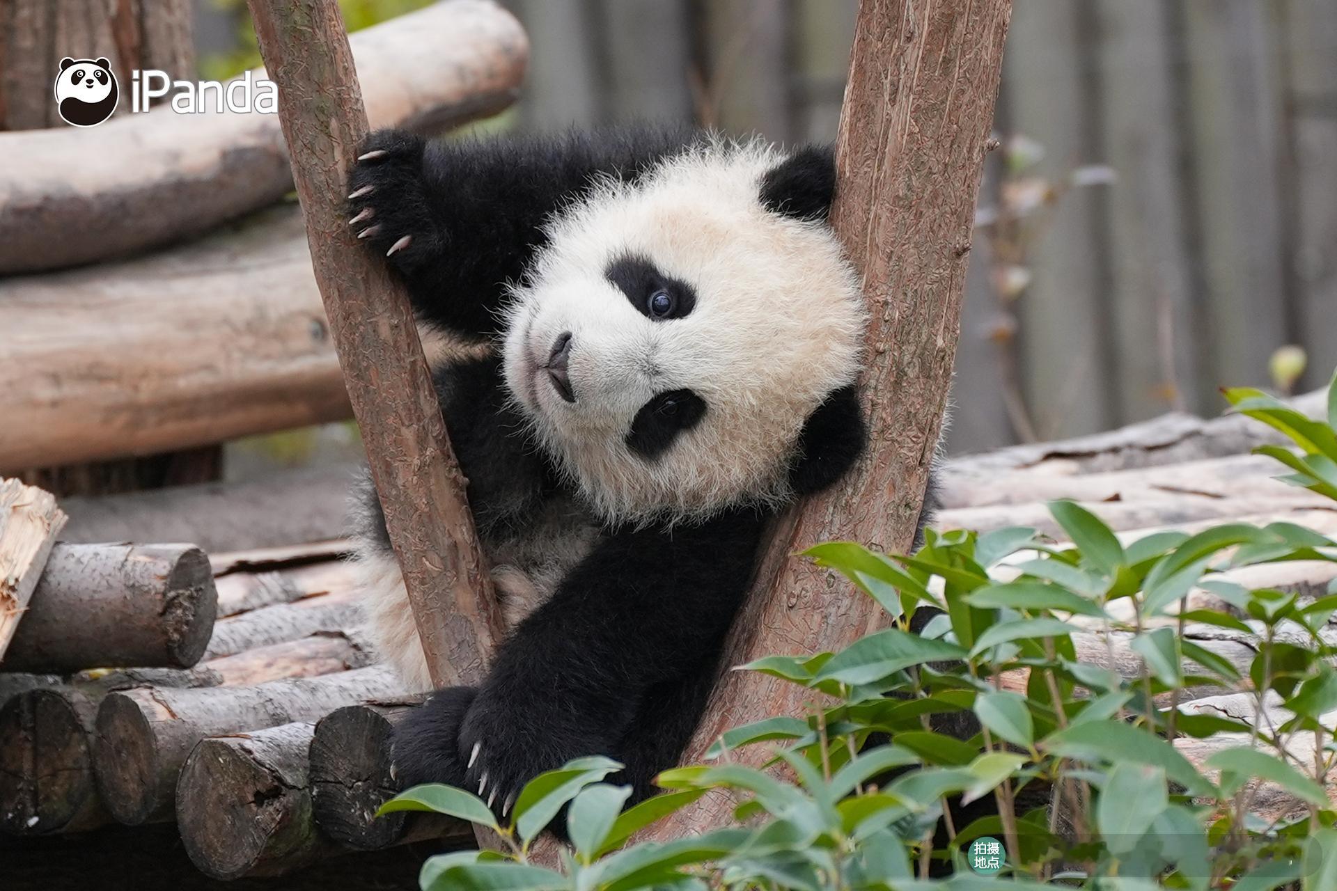 听说你叫“小糖包”？ee们都来看看熊宝属于几分甜呀～熊猫趣图