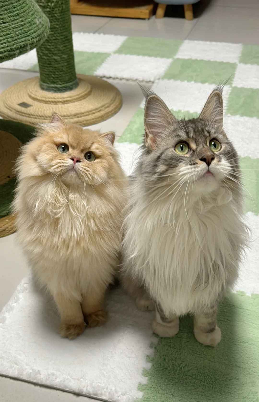 你俩谁是男孩子谁是女孩子啊