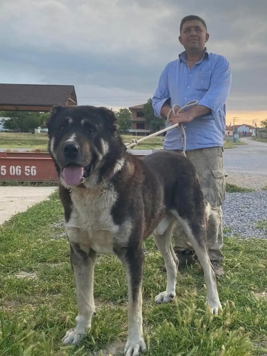 这个四眼所有血统均来自土耳其，由黑海地区海马纳卡拉西牧羊犬X埃斯基谢希...
