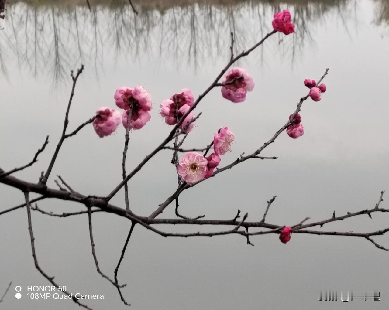 岳阳北港河随手拍
水映早春花，细雨润春寒
🌸🌸🌸🌸🌸🌸🌸🌸🌸