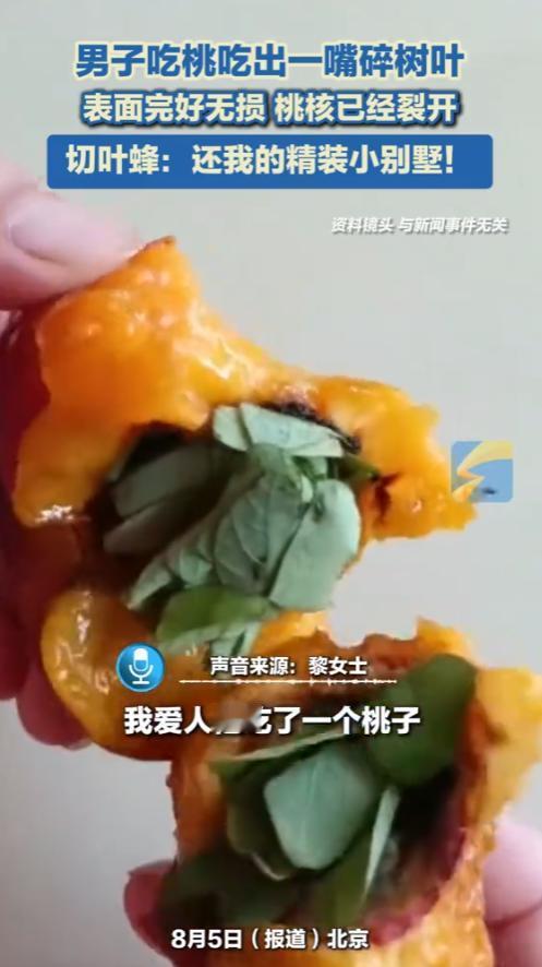 “活久见！”2025年8月，北京，一男子吃了一个黄桃，竟然吃出一嘴绿色的碎树叶！