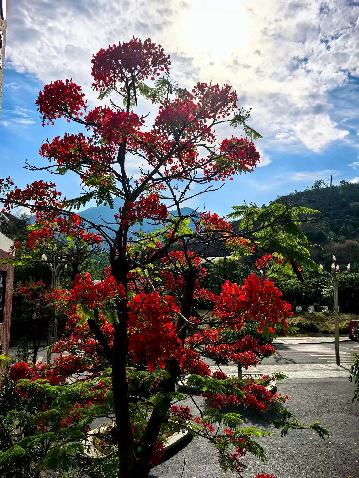 凤凰花开