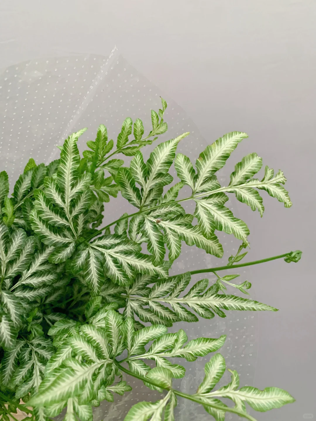 轻岛|银线蕨的优雅呈现🤍✨