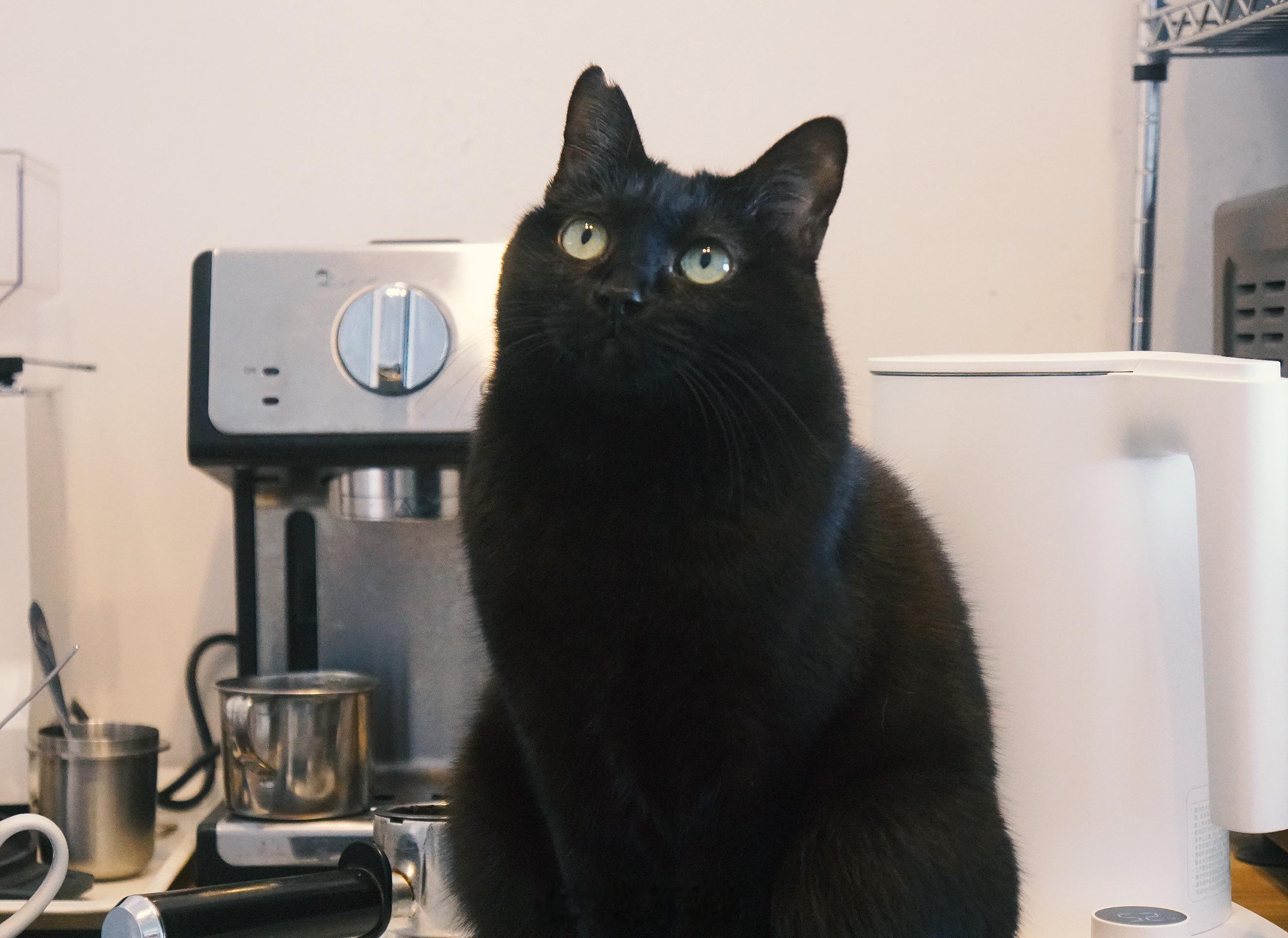 信不信偶身上的蝦味比咖啡好聞？#蝦蝦不可以太可愛# ​​​