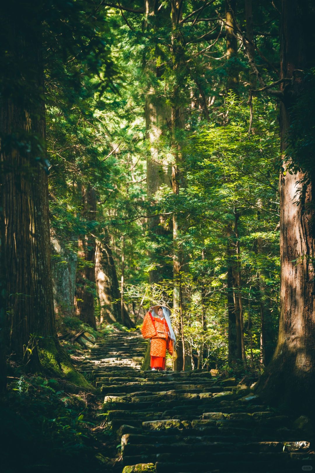 熊野古道徒步②小时，看到了此生最原始的风景