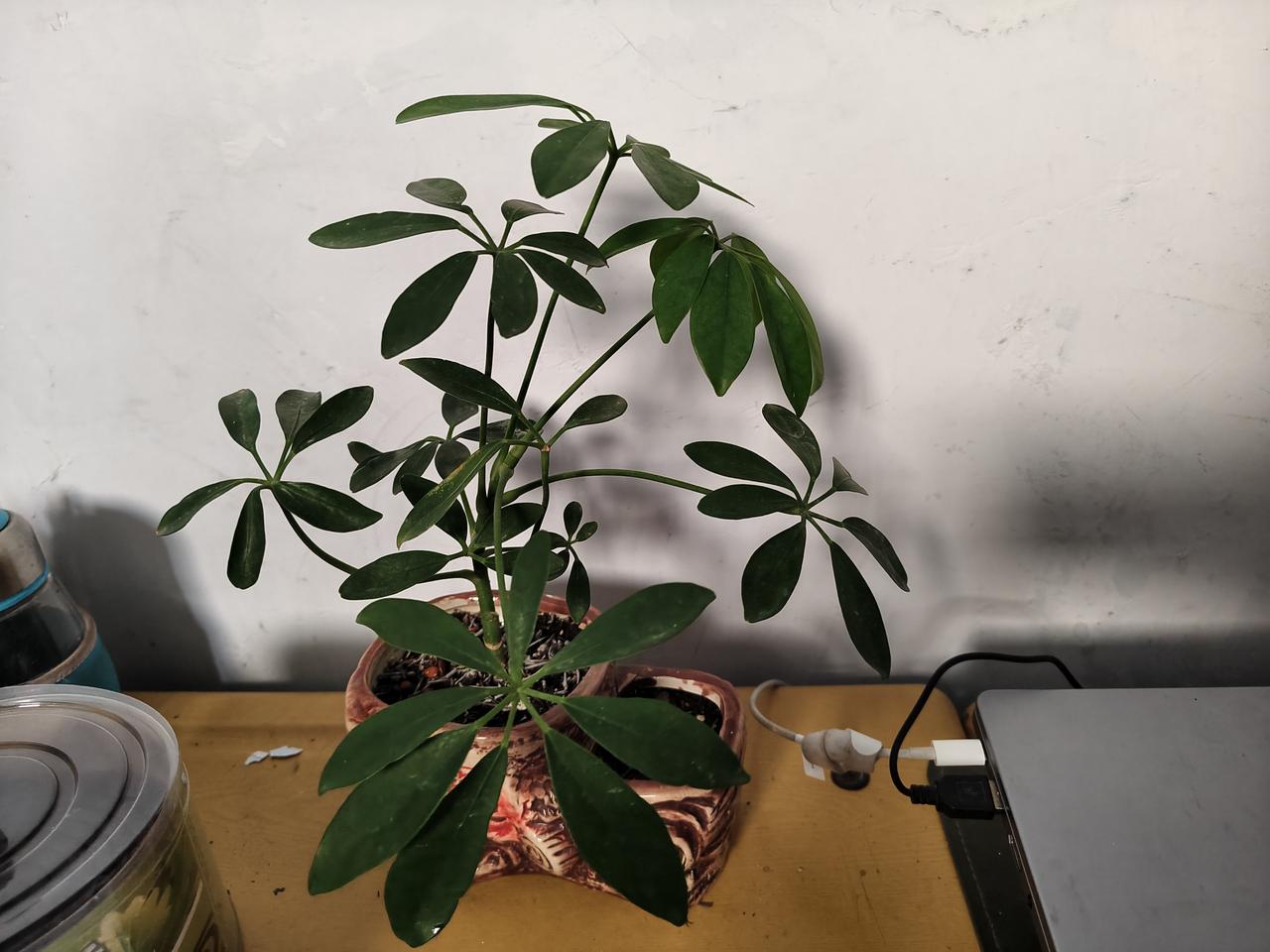 去朋友家做客，在运城盐湖某小区，我发现朋友家养着一株招财树，那株树上的叶片很独特