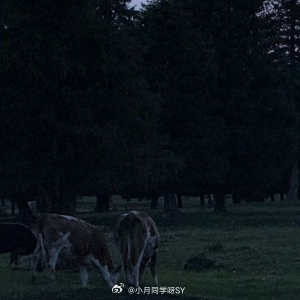 晚安心语 你不必完美你只需要，好好休息明天又是新的你💤 
