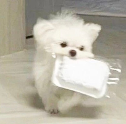 一些怨种小狗🐶 ​​​