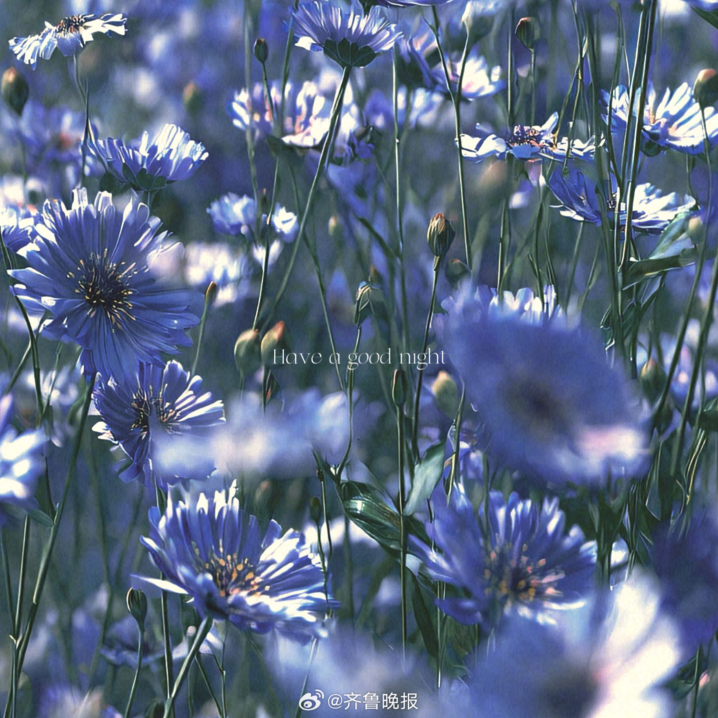见过花开的人便会懂得风的温柔[月亮]#晚安# ​​​