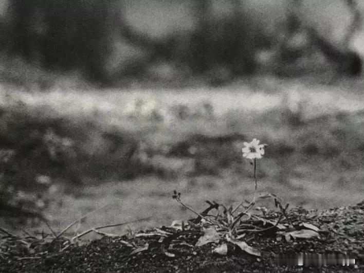这是电影开头的一个镜头，在贫脊的土地上开着一朵花，您能猜出这是什么电影吗？知道的