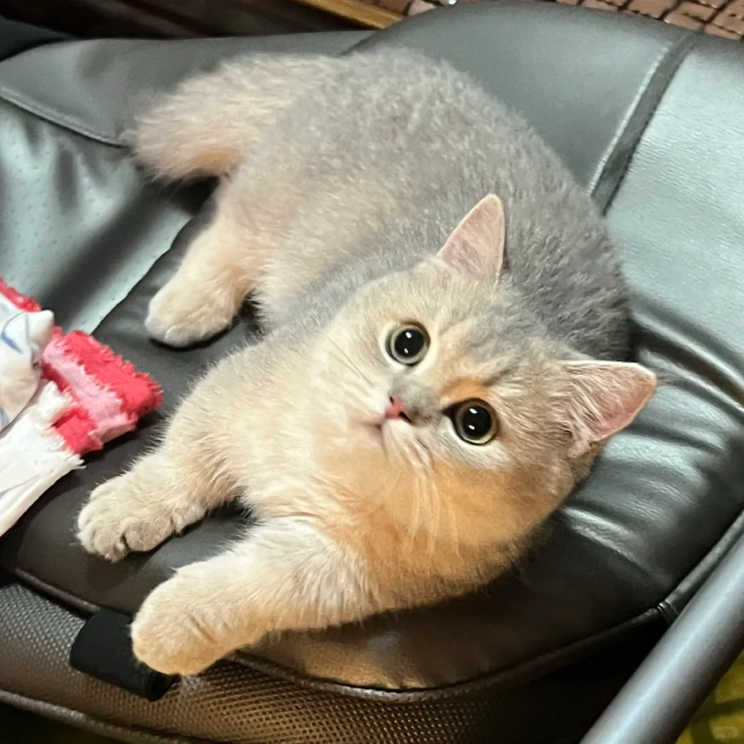 到底是蓝金还是蓝猫