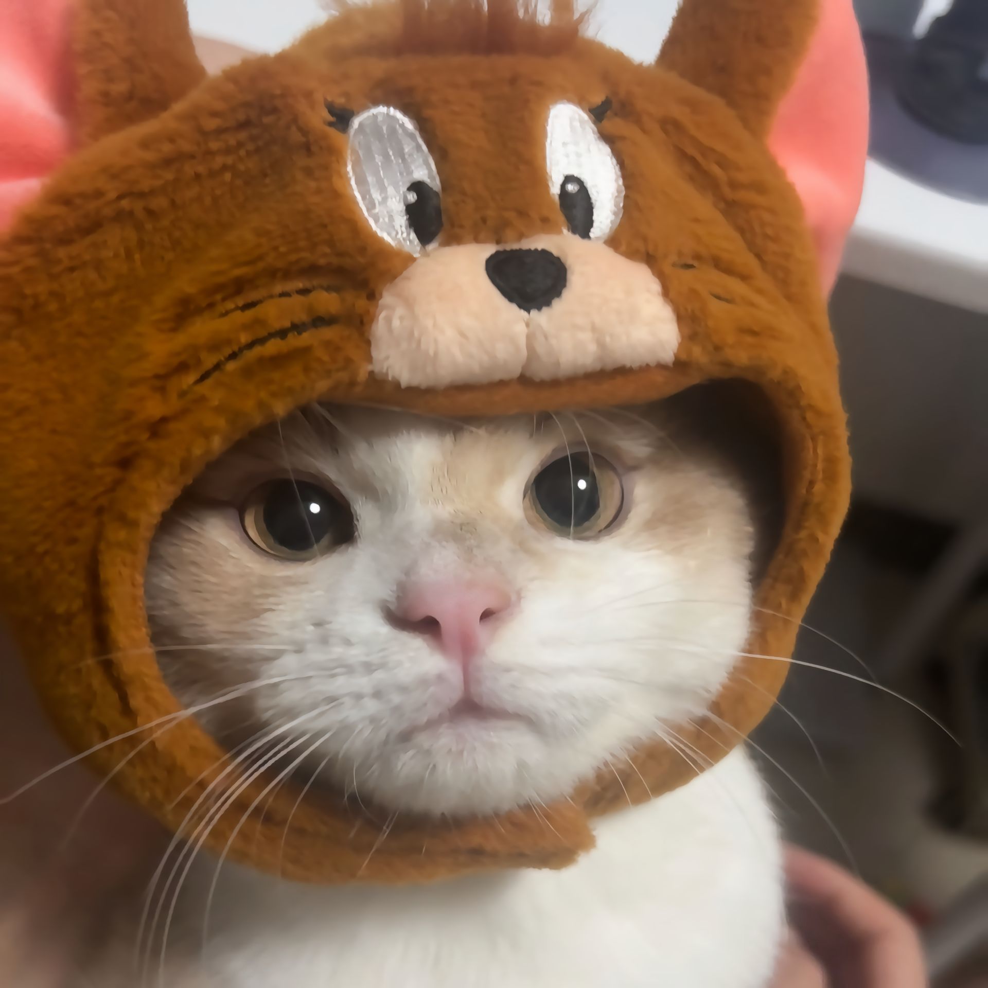 杰瑞小猫：在线呼叫汤姆