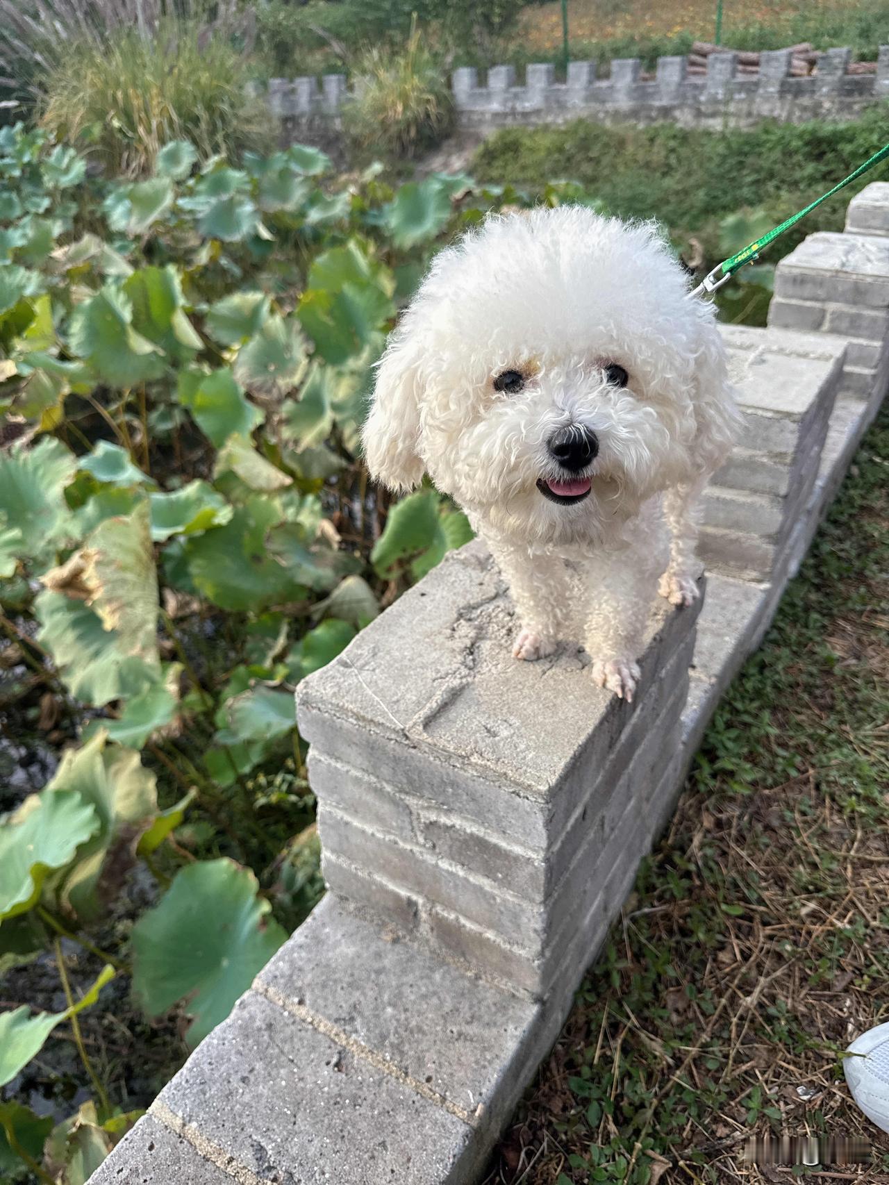 秋日湖北五脑山深林公园的荷花都凋谢了，只剩一池绿叶。今天天气不错，23度，我穿外