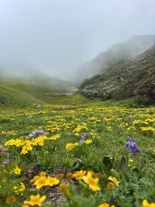 最近川西的草甸花海火得很，除了九顶山还有