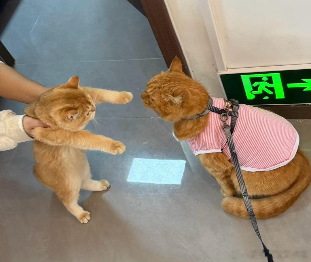 陪伴型小猫