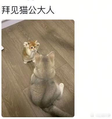 田曦薇 我的猫能进妖市吗"猫公大人！我的修猫能进妖市吗？" 这届网友被子夜归彻底