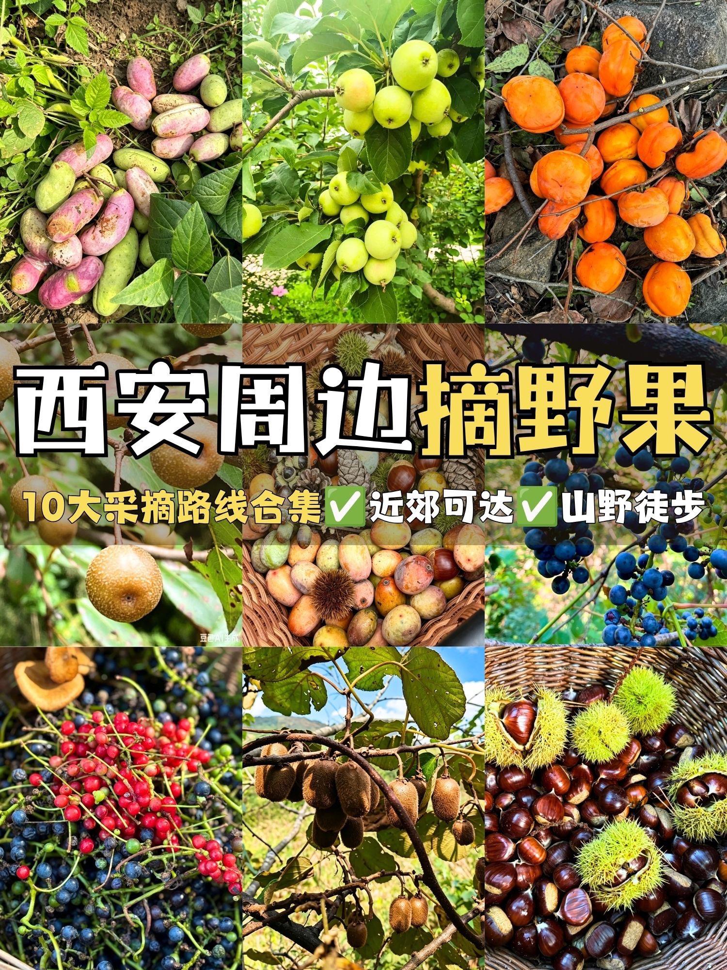 秦岭初秋摘野果🌰西安周边采摘超全攻略。🍂近期秋风徐徐，周末还在纠结...