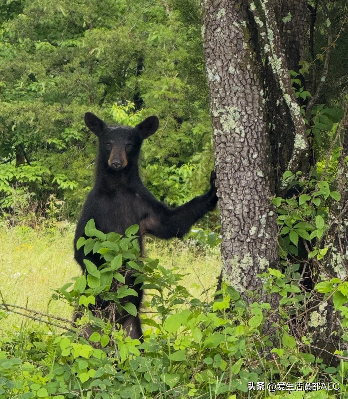 熊出没🐻