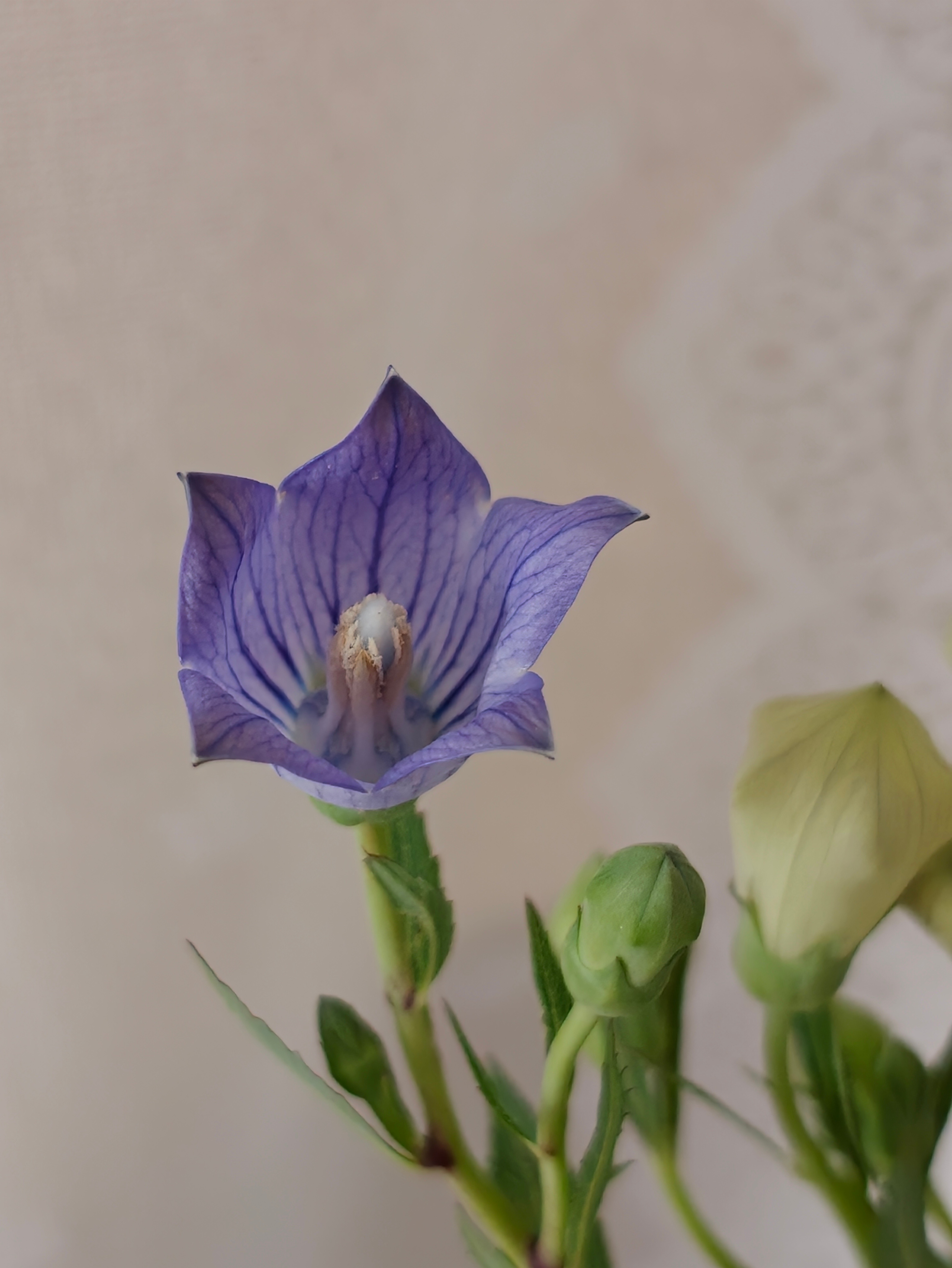 💜“紫曜星辰”（中国桔梗）:颜色匹配，寓意【永恒的爱】很好，喜欢养花的宝贝🉑