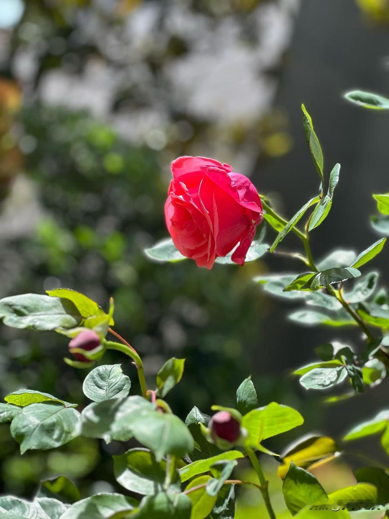 【小对联】
上：长相忆；
下：……？