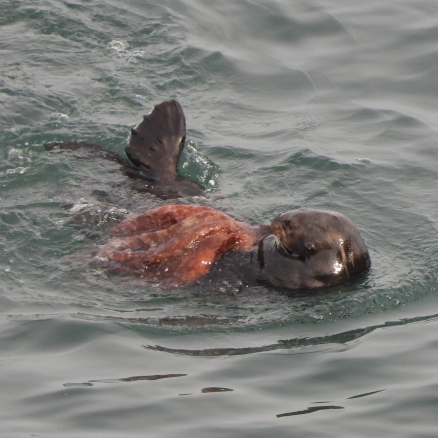 海獭 “听说.....嚼嚼嚼......就是你......嚼嚼嚼.......天