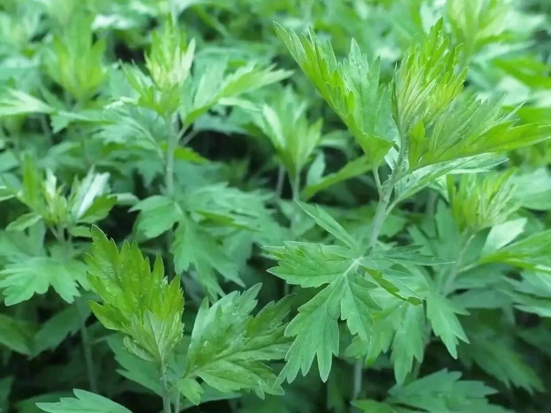 端午节艾草挂在门口什么位置应该挂在左手边，起到驱蚊辟邪的作用。