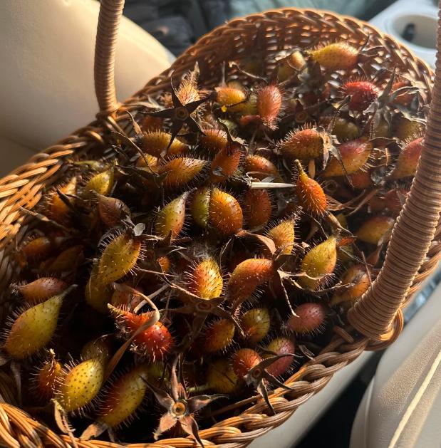 不是淫羊藿，也不是巴戟天！它才是固精 “王中王”，助海绵体稳稳有力！


从医这