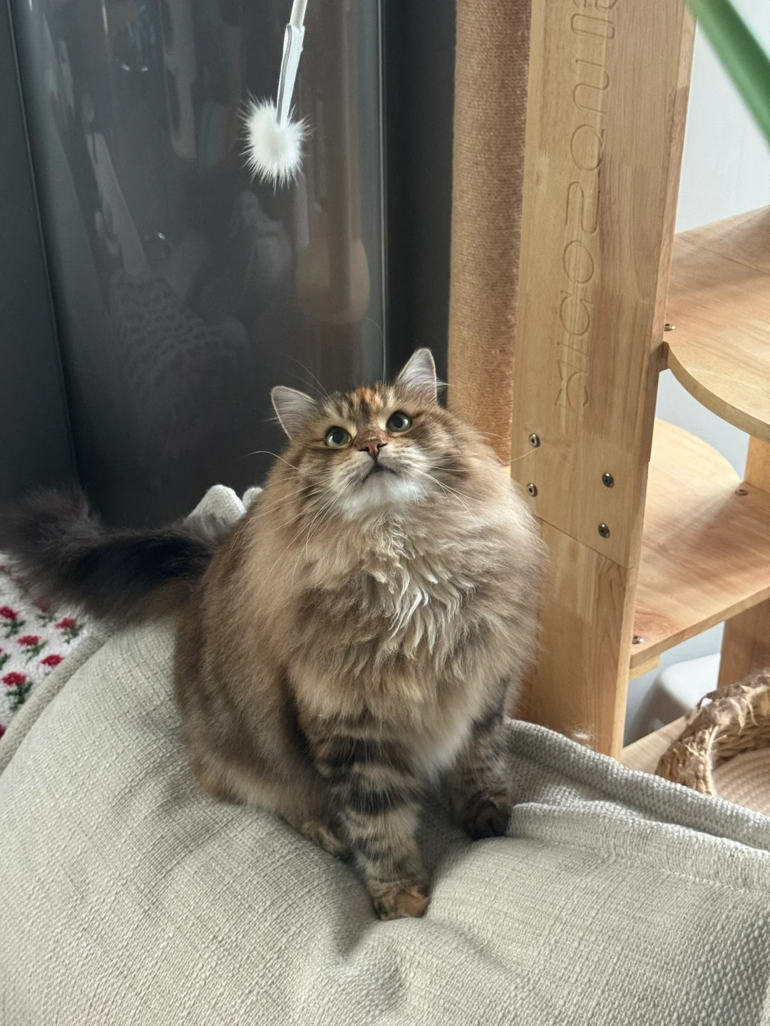 仙女🐱