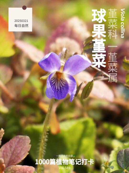 植物笔记549｜一生气就“炸果”